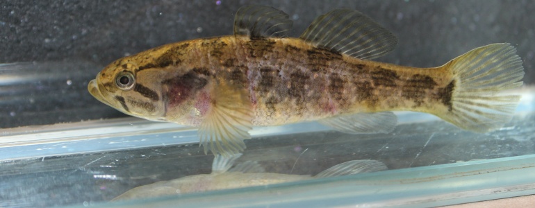 Invazní ryba hlavačkovec Glenův nalezena i v České republice