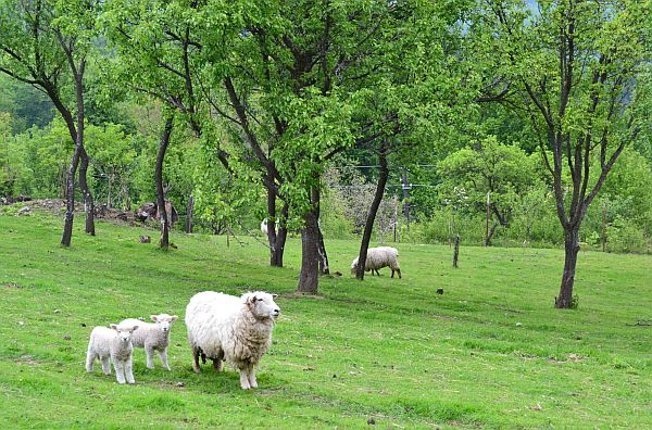 Pastva ovcí