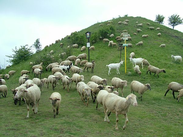 NPR Raná pastva ovcí a koz.