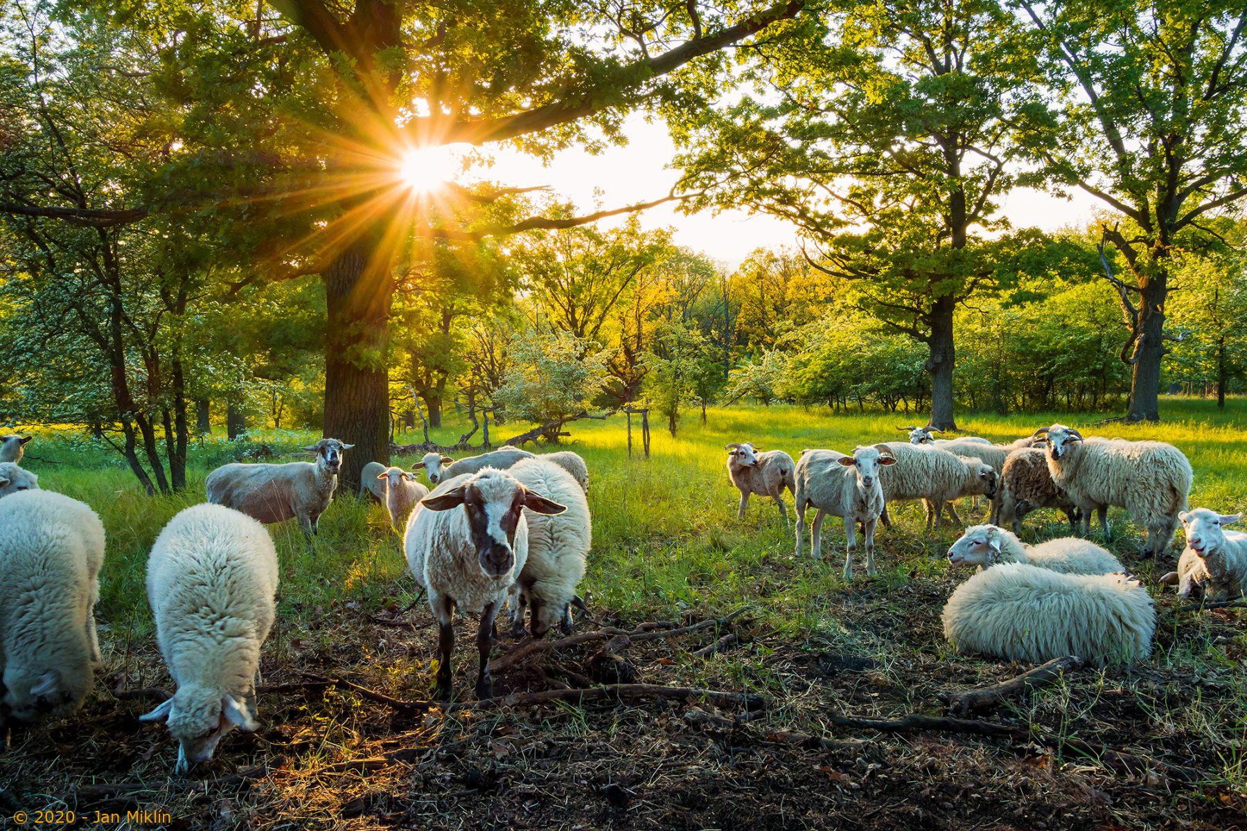 Pohled na malé stádo ovcí v zapadajícím slunci v ovocném sadu.