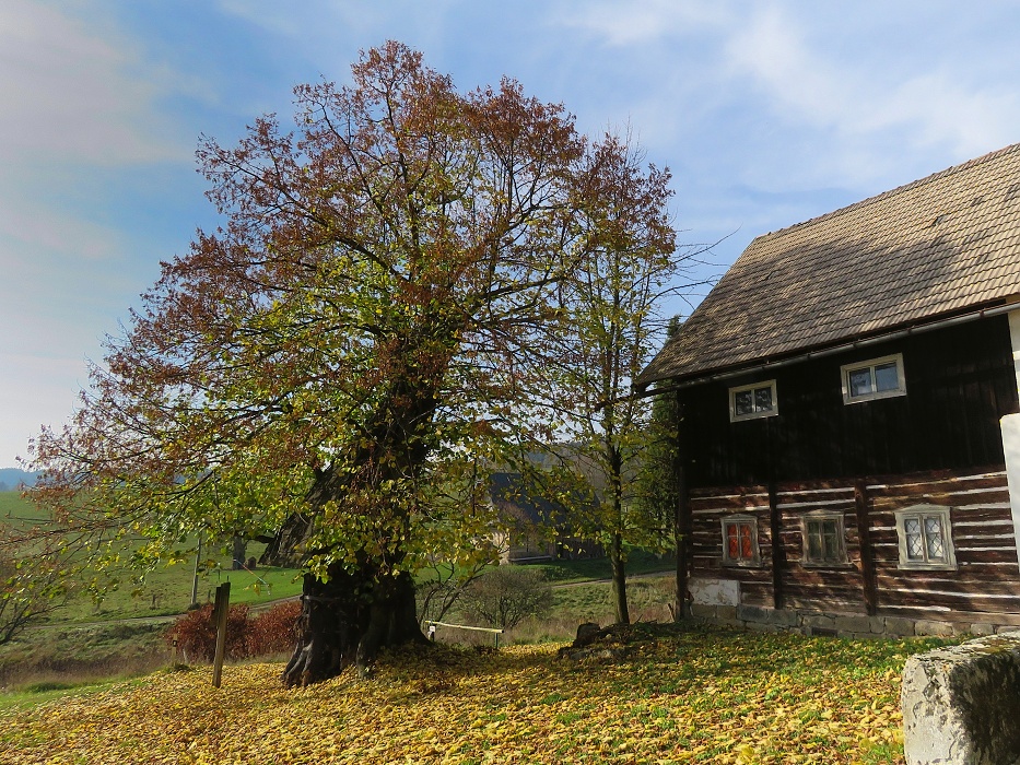 Adršpašská lípa - lípa velkolistá.