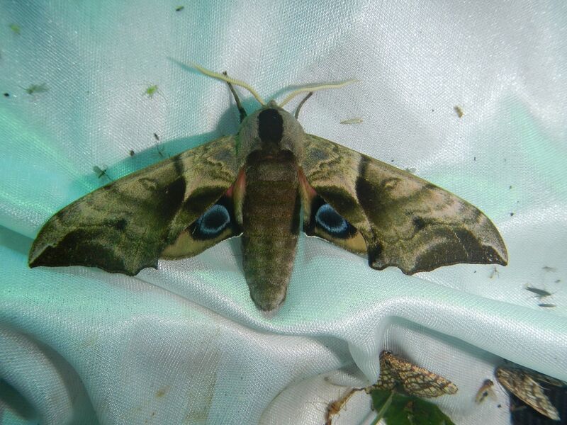 Noční motýl z CHKO Litovelské Pomoraví