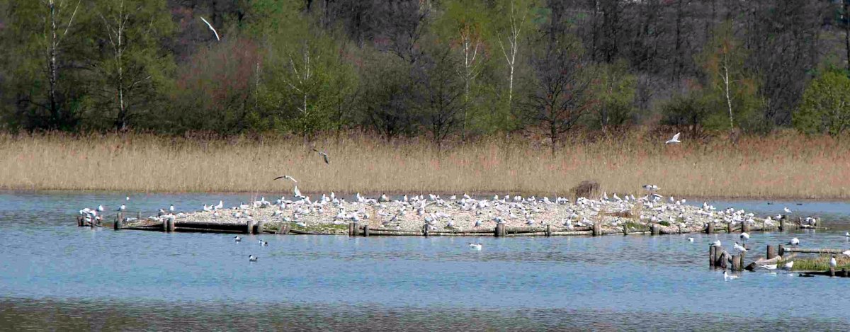 Ptačí ostrov.