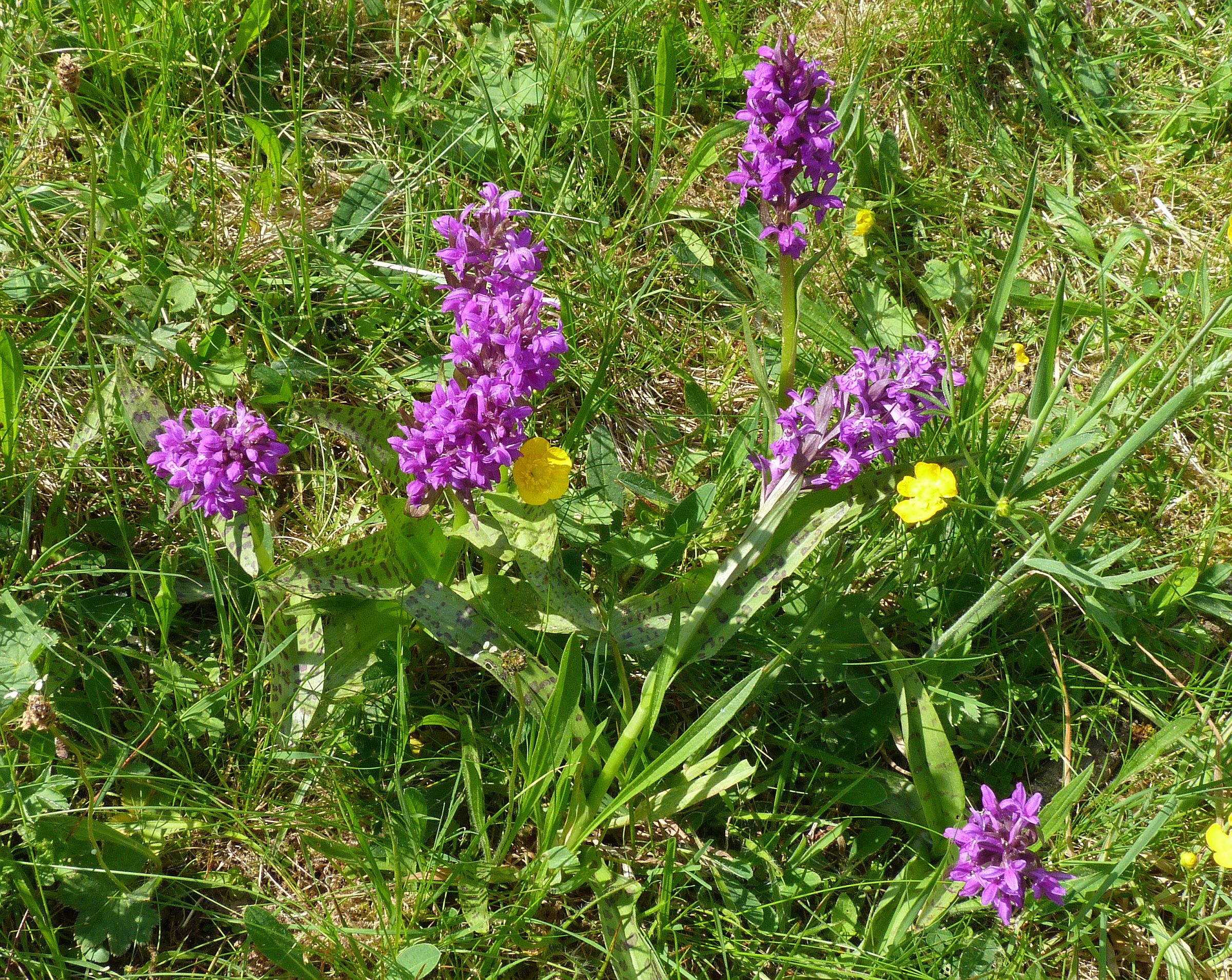 Orchideje v mariánskolázeňském parku. Foto: J. Švankmajer.