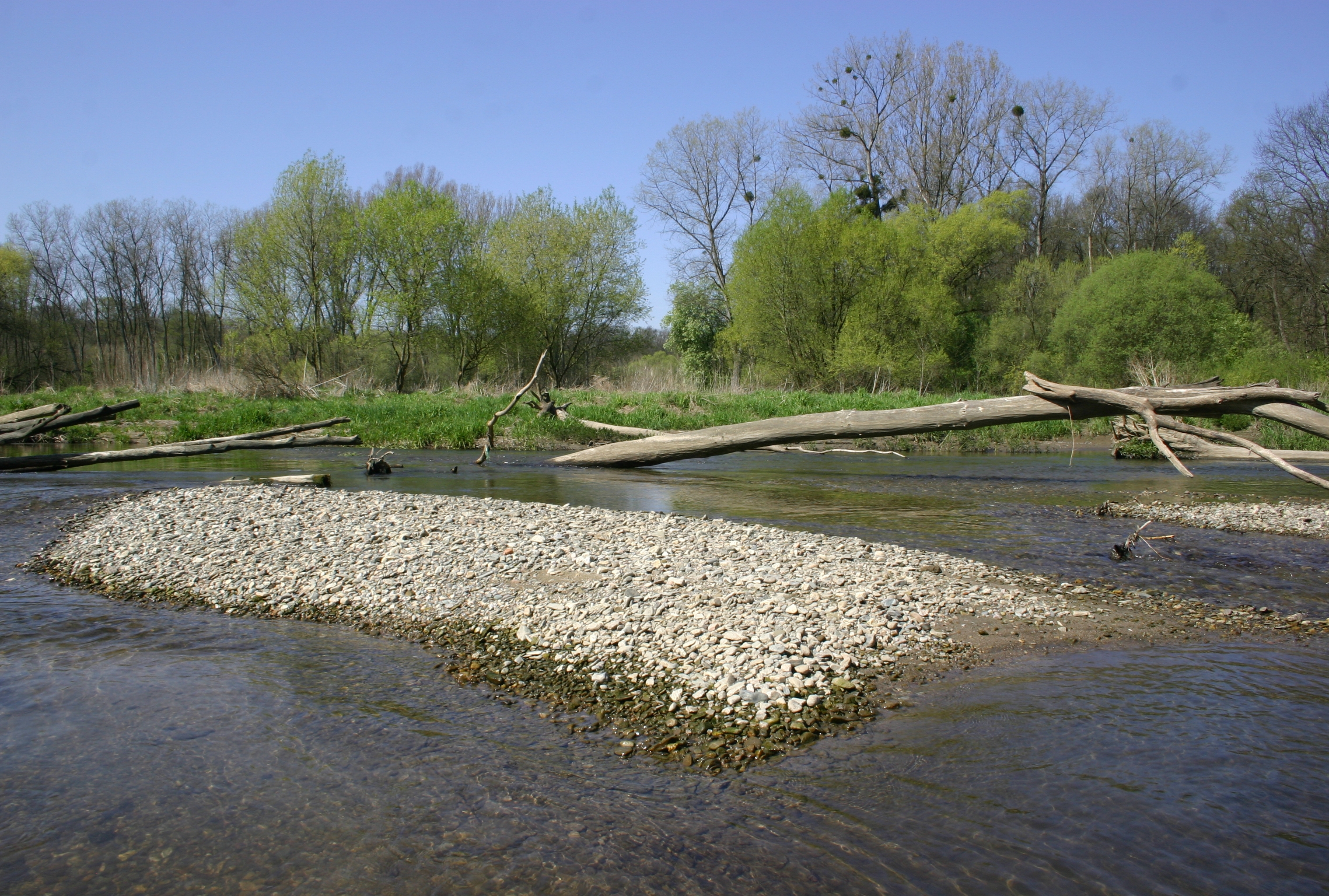 Přirozeně meandrující řeka Morava - symbol CHKO Litovelské Pomoraví