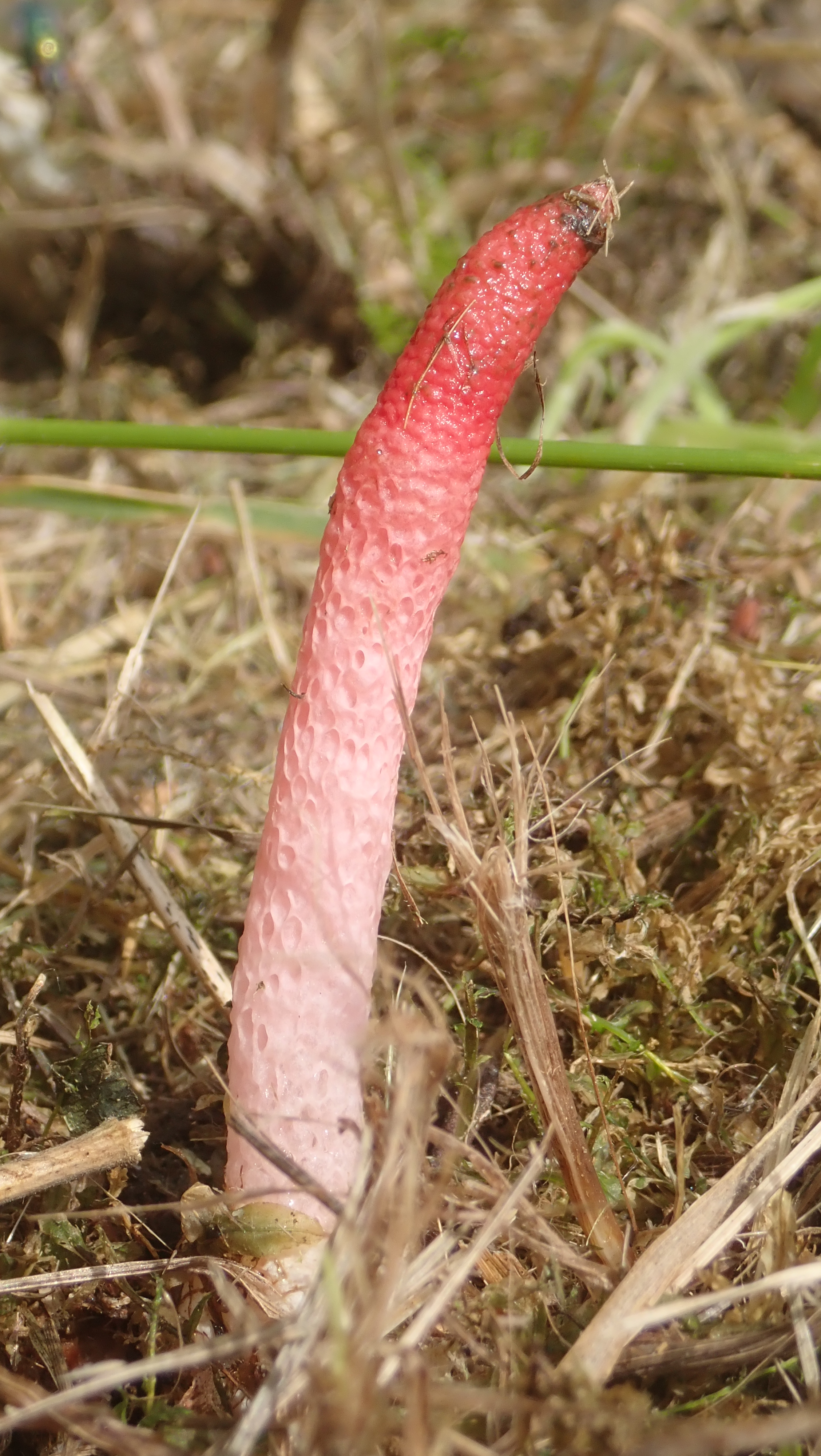 Psivka Ravenelova (Mutinus ravenelii), Foto: Ondřej Dočkal